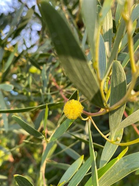 acacia confusa philippines|How to Plant and Grow Small Philippine Acacia(Acacia confusa).